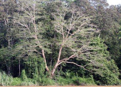 KINABATANGAN RIVER BORNEO - TREE SPECIES A.JPG