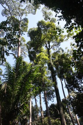 SEPILOK VIRGIN FOREST PRESERVE.JPG