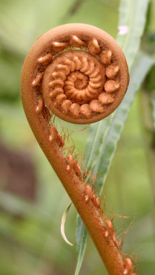 TABIN WILDLIFE RESERVE BORNEO - FERN FIDDLE-HEAD (3).JPG