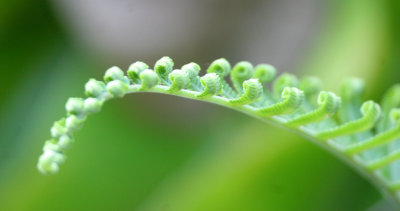 TABIN WILDLIFE RESERVE BORNEO - FERN SPECIES.JPG