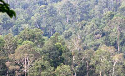 TABIN WILDLIFE RESERVE BORNEO - FOREST VIEW IN CORE AREA (5).JPG