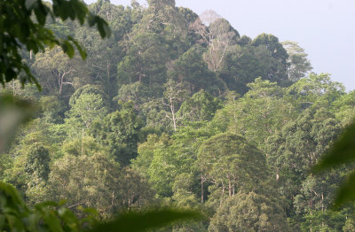 TABIN WILDLIFE RESERVE BORNEO - FOREST VIEW IN CORE AREA (6).JPG