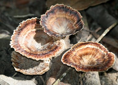 TABIN WILDLIFE RESERVE BORNEO - FUNGUS SPECIES C (2).JPG