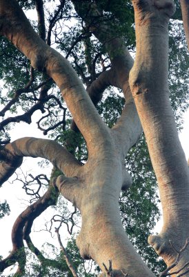 TABIN WILDLIFE RESERVE BORNEO - KOOMPASIA EXCELSA - FOREST GIANT.JPG