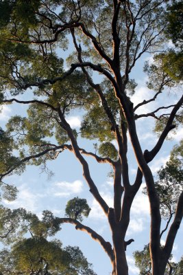 TABIN WILDLIFE RESERVE BORNEO - KOOMPASIA EXCELSA - VIEWS OF (14).JPG