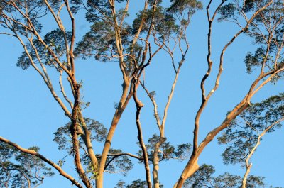 TABIN WILDLIFE RESERVE BORNEO - KOOMPASIA EXCELSA - VIEWS OF (9).JPG