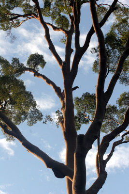 TABIN WILDLIFE RESERVE BORNEO - KOOMPASIA EXCELSA - VIEWS OF.JPG