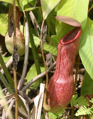 TABIN WILDLIFE RESERVE BORNEO - NEPENTHES SPECIES - PITCHER PLANT (3).JPG