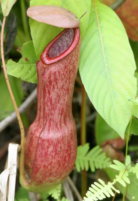 TABIN WILDLIFE RESERVE BORNEO - NEPENTHES SPECIES - PITCHER PLANT (7).JPG