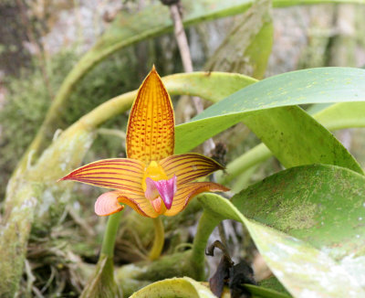 TABIN WILDLIFE RESERVE BORNEO - ORCHID SPECIES - BUBLOPHYLLUM SPECIES - TABIN WILDLIFE RESERVE BORNEO (5).JPG