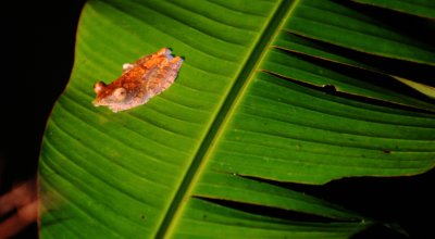 AMPHIBIAN - FROG - HARLEQUIN TREE FROG - RHACOPHORUS PARDALIS - DANUM VALLEY BORNEO  (3).JPG