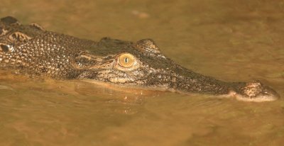 REPTILE - CROCODILE - SALT WATER OR ESTUARINE CROC - KINABATANGAN RIVER BORNEO (4).JPG