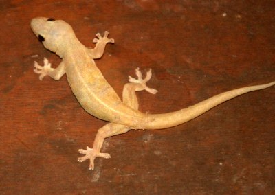 REPTILE - GECKO -  PARTHENOGENIC GECKO - ALL FEMALE SPECIES - HEMIDACTYLUS GARNOTII - DANUM VALLEY BORNEO .JPG