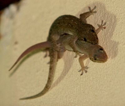 REPTILE - GECKO - COMMON HOUSE GECKO - DANUM VALLEY BORNEO.JPG