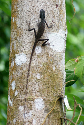 REPTILE - LIZARD - CRESTED AGAMID LIZARD - TABIN WILDLIFE RESERVE  (13).JPG