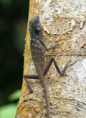 REPTILE - LIZARD - CRESTED AGAMID LIZARD - TABIN WILDLIFE RESERVE  (14).JPG