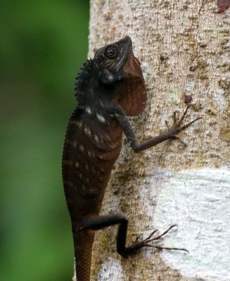 REPTILE - LIZARD - CRESTED AGAMID LIZARD - TABIN WILDLIFE RESERVE  (5).JPG