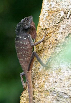 REPTILE - LIZARD - CRESTED AGAMID LIZARD - TABIN WILDLIFE RESERVE .JPG