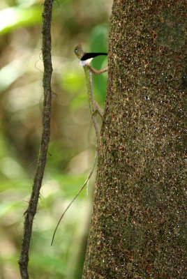 REPTILE - _BORNEO.JPG