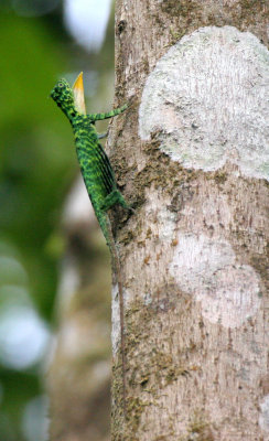 REPTILE - LIZARD - GLIDING LIZARD - DRACO SPECIES - TABIN WILDLIFE RESERVE BORNEO (3).JPG