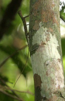 REPTILE - LIZARD - GLIDING LIZARD - SLENDER FLYING LIZARD - DRACO HAEMATOPOGON - TABIN WILDLIFE RESERVE BORNEO.JPG