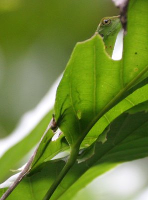 REPTILE - LIZARD - GREEN TREE LIZARD - BRONCHOCELA CRISTATELLA - KINABATANGAN RIVER BORNEO (4).JPG