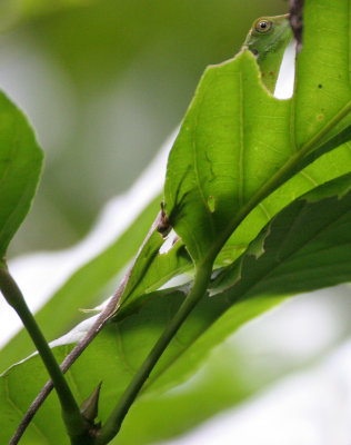 REPTILE - LIZARD - GREEN TREE LIZARD - BRONCHOCELA CRISTATELLA - KINABATANGAN RIVER BORNEO.JPG