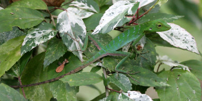 REPTILE - LIZARD - GREEN TREE LIZARD - BRONCHOCOELA CRISTATELLA - KINABATANGAN RIVER BORNEO (2).JPG