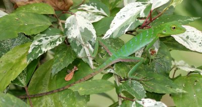 REPTILE - LIZARD - GREEN TREE LIZARD - KINABATANGAN RIVER BORNEO (2).JPG