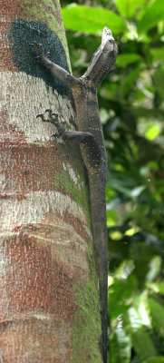 REPTILE - LIZARD - ROUGH-NECKED MONITOR LIZARD - VARANUS RUDICOLLIS - DANUM VALLEY BORNEO (5).JPG