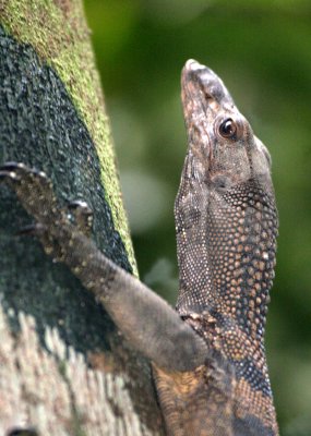 REPTILE - LIZARD - ROUGH-NECKED MONITOR LIZARD - VARANUS RUDICOLLIS - DANUM VALLEY BORNEO (6).JPG