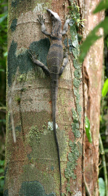 REPTILE - LIZARD - ROUGH-NECKED MONITOR LIZARD - VARANUS RUDICOLLIS - DANUM VALLEY BORNEO (8).JPG