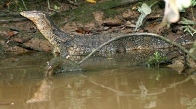 REPTILE - LIZARD - WATER MONITOR LIZARD - KINABATANGAN RIVER BORNEO.JPG