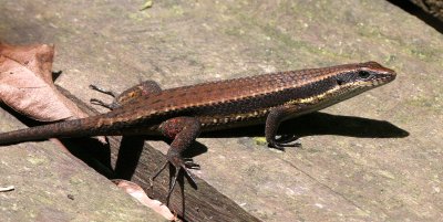 REPTILE - SKINK - ROUGH-SCALED BROWN SKINK - MABUYA RUDIS - KINABATANGAN RIVER BORNEO (4).JPG