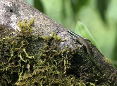 REPTILE - SKINK - STRIPPED TREE SKINK - TABIN WILDLIFE RESERVE BORNEO (4).JPG