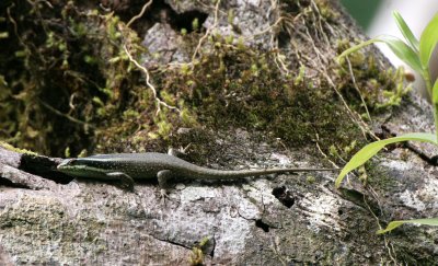 REPTILE - SKINK - STRIPPED TREE SKINK - TABIN WILDLIFE RESERVE BORNEO (6).JPG