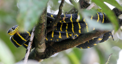 REPTILE - SNAKE - MANGROVE OR CAT SNAKE - BOIGA DENDROPHILA - KINABATANGAN RIVER BORNEO (11).JPG