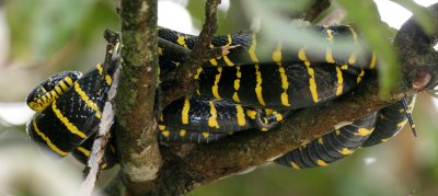 REPTILE - SNAKE - MANGROVE OR CAT SNAKE - BOIGA DENDROPHILA - KINABATANGAN RIVER BORNEO (15).JPG