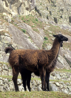 CAMELID - ALPACA - MACHHU PICHU.jpg