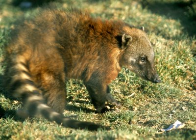 COATI - SOUTH AMERICAN - BOLIVIA.jpg