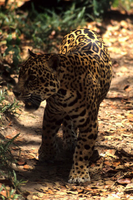 FELID - JAGUAR - COCKSCOMB BELIZE (2).jpg