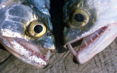 FISH - MAJOR FANGS - AMAZON RIVER.jpg