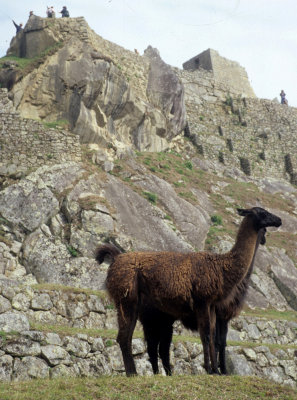 PERU - MACCHU PICCHU Y.jpg