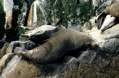 PINNIPEDS - SOUTH AMERICAN FUR SEAL - BEAGLE CHANNEL B.jpg