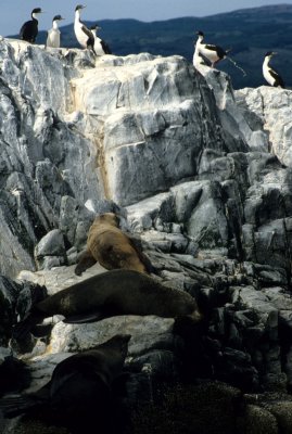 PINNIPEDS - SOUTH AMERICAN FUR SEAL - BEAGLE CHANNEL D.jpg