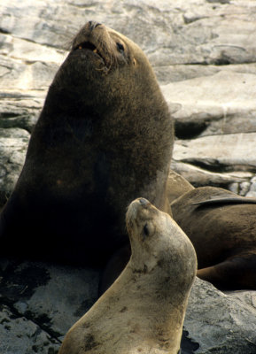 PINNIPEDS - SOUTH AMERICAN SEA LION - BEAGLE CHANNEL A.jpg