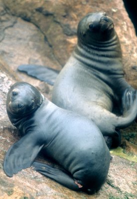 PINNIPEDS - SOUTH AMERICAN SEA LION - PARACAS C.jpg