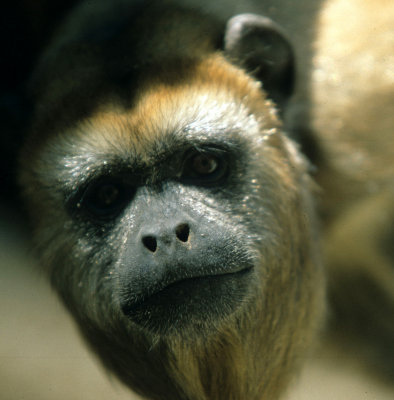 PRIMATE - BLACK HOWLER MONKEY - PANTANAL F.jpg