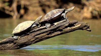 REPTILES - AMAZON RIVER TURTLE - ECUADOR.jpg