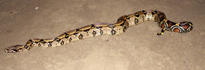 REPTILES - BOA CONSTRICTOR - ECUADOR B.jpg